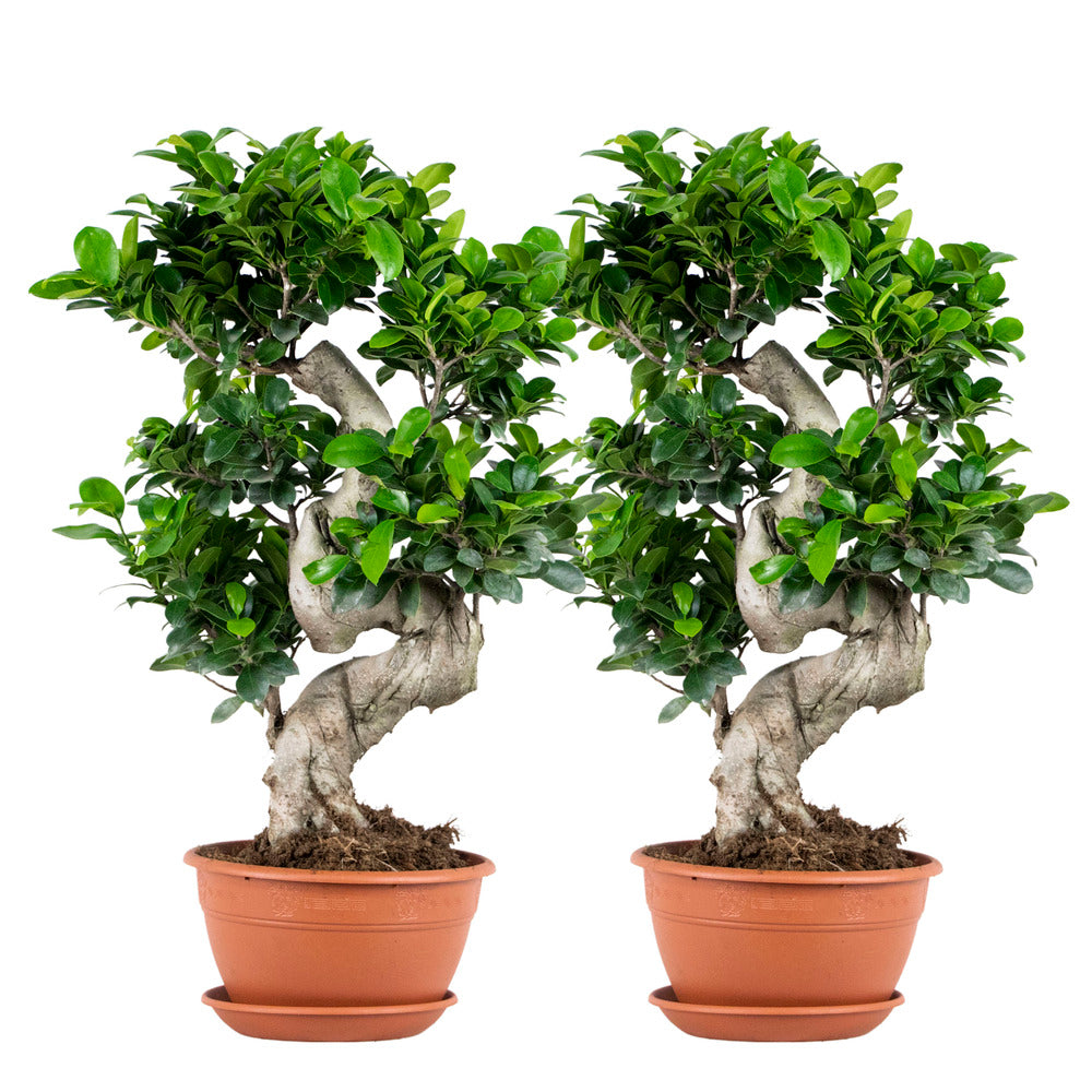  2x Ficus Microcarpa 'ginseng' En Forme De S – Bonsaï – Plante D'intérieur – ⌀22 Cm - ↕60-70 Cm