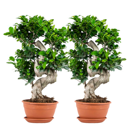  2x Ficus Microcarpa 'ginseng' En Forme De S – Bonsaï – Plante D'intérieur – ⌀22 Cm - ↕60-70 Cm
