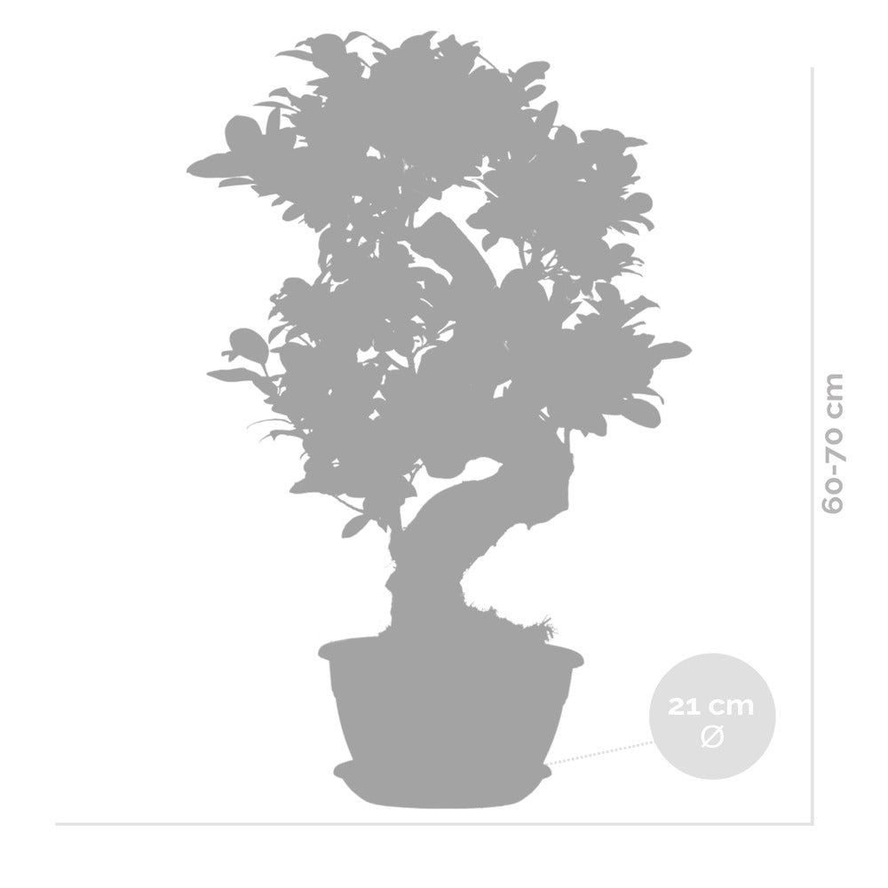  2x Ficus Microcarpa 'ginseng' En Forme De S – Bonsaï – Plante D'intérieur – ⌀22 Cm - ↕60-70 Cm
