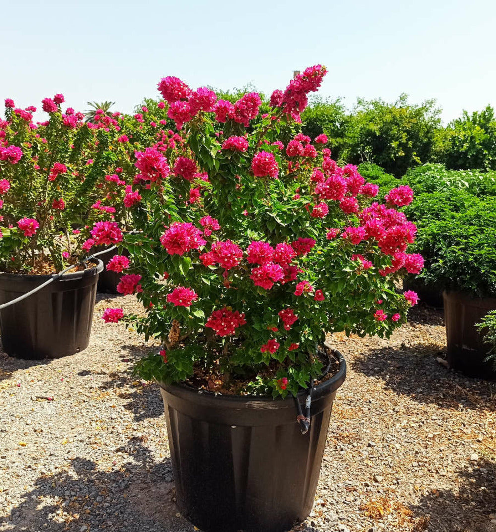  Bougainvillier Bougainvillier 'mini Thai' (bougainvillier Nain) Pot De 130l 150/175cm