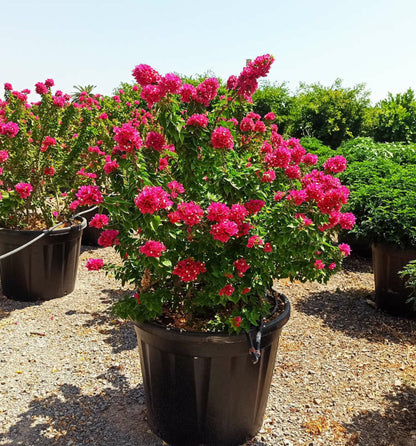  Bougainvillier Bougainvillier 'mini Thai' (bougainvillier Nain) Pot De 130l 150/175cm