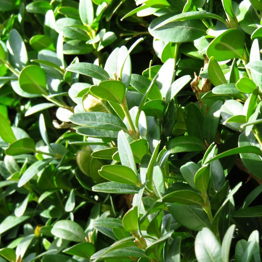  Buis Sempervirens Faulkner/godet - 5/20 Cm