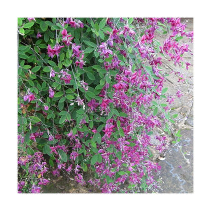  Lespedeza De Thunberg/pot De 3l - 20/40 Cm