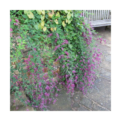  Lespedeza De Thunberg/pot De 3l - 20/40 Cm