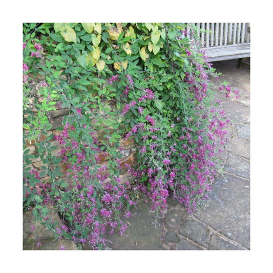  Lespedeza De Thunberg/pot De 3l - 20/40 Cm