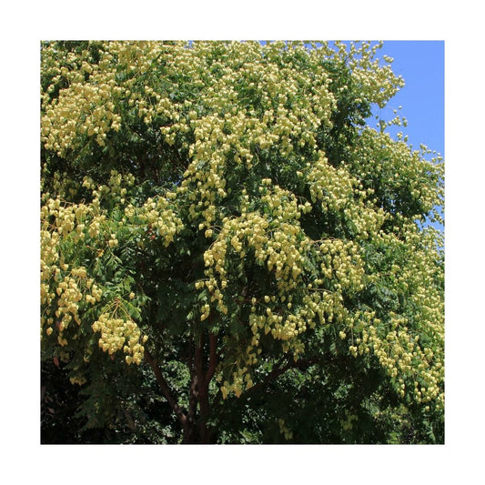  Savonnier Paniculata/pot De 10l - 125/150 Cm