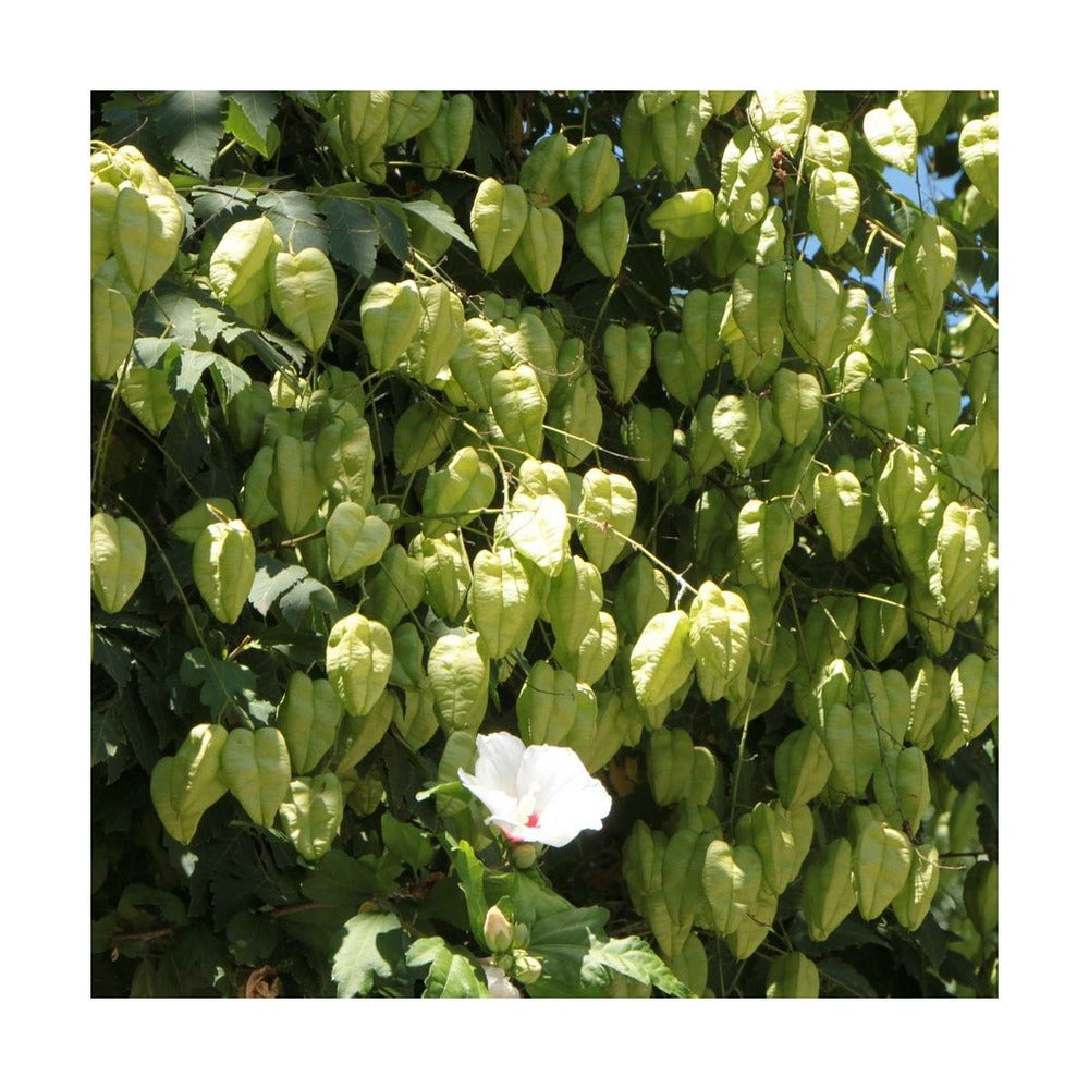  Savonnier Paniculata/pot De 10l - 125/150 Cm