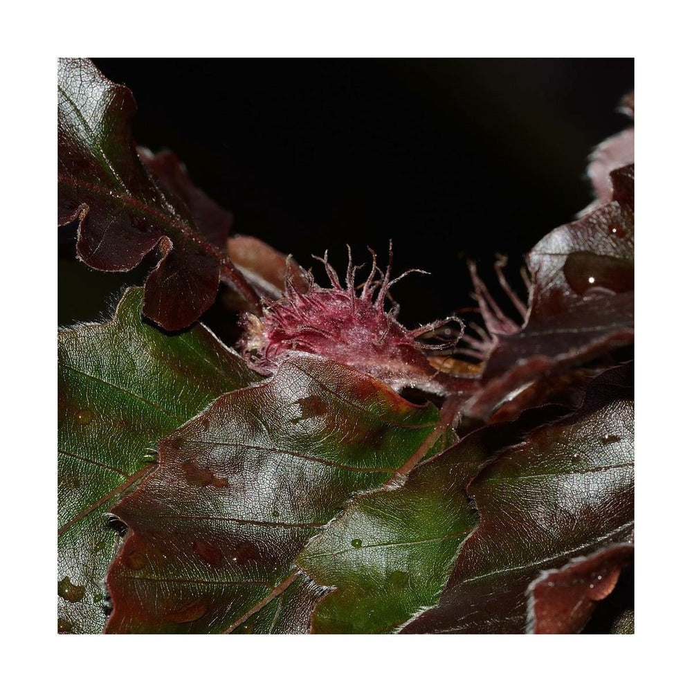  Hêtre Commun Purpurea/pot De 7,5l - 125/150 Cm
