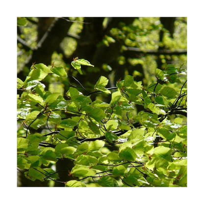  Hêtre Commun Sylvatica/pot De 7,5l - 60/80 Cm