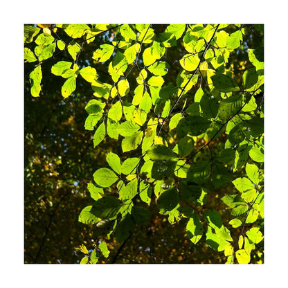  Hêtre Commun Sylvatica/pot De 7,5l - 60/80 Cm