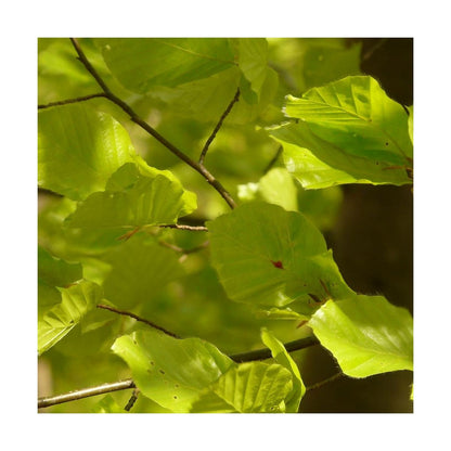  Hêtre Commun Sylvatica/pot De 7,5l - 60/80 Cm