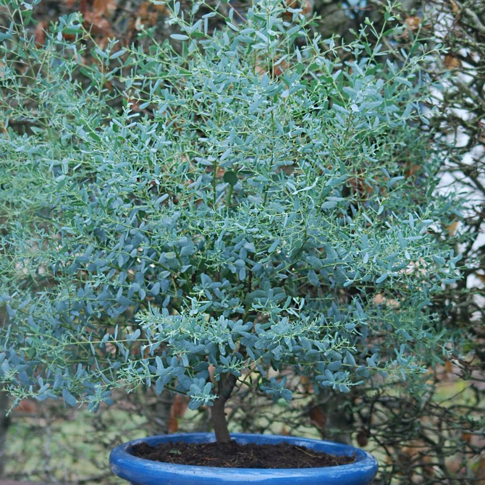  Eucalyptus Gunni France Bleu® 'rengun'/pot De 7,5l - 40/60 Cm