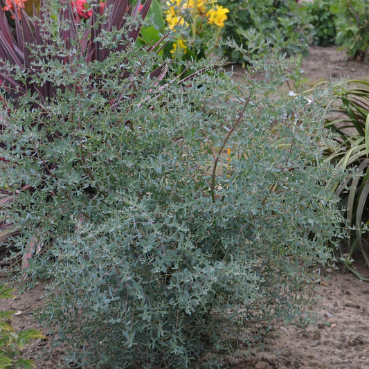  Eucalyptus Gunni France Bleu® 'rengun'/pot De 7,5l - 40/60 Cm