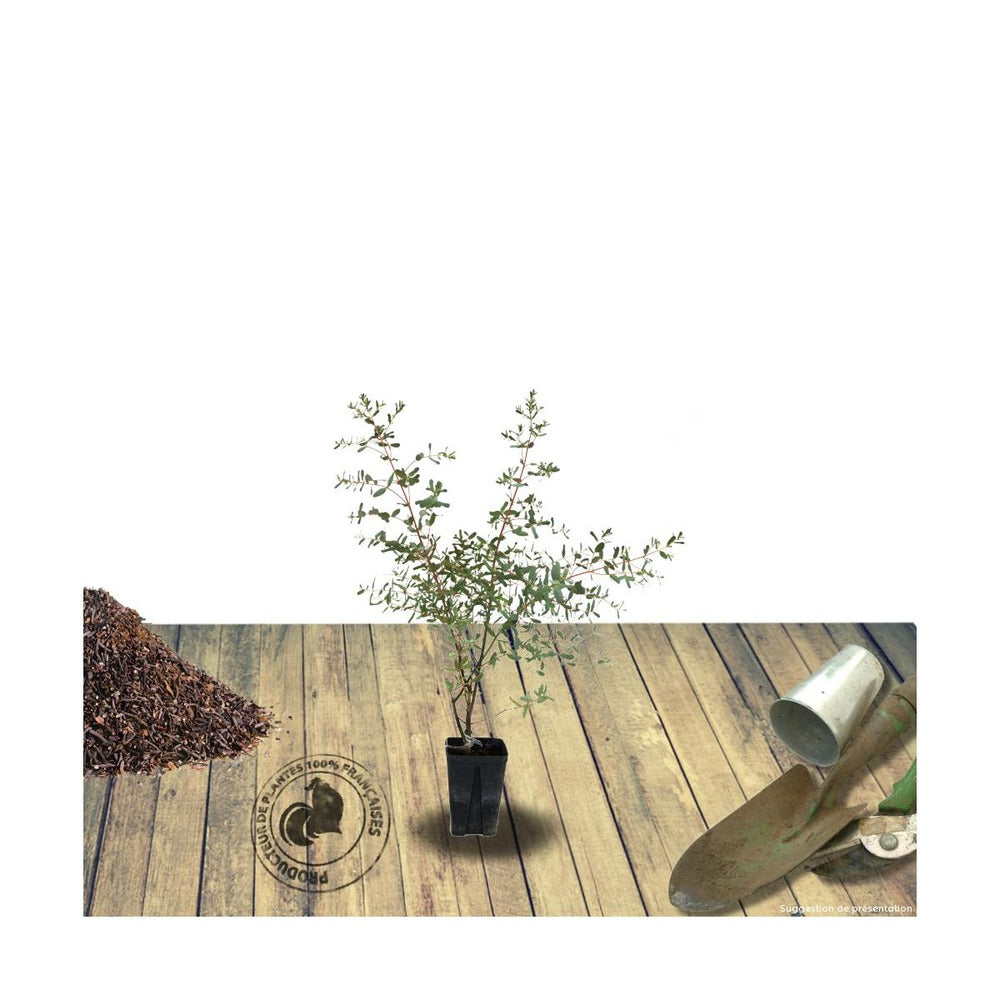  Eucalyptus Gunni France Bleu® 'rengun'/pot De 7,5l - 40/60 Cm