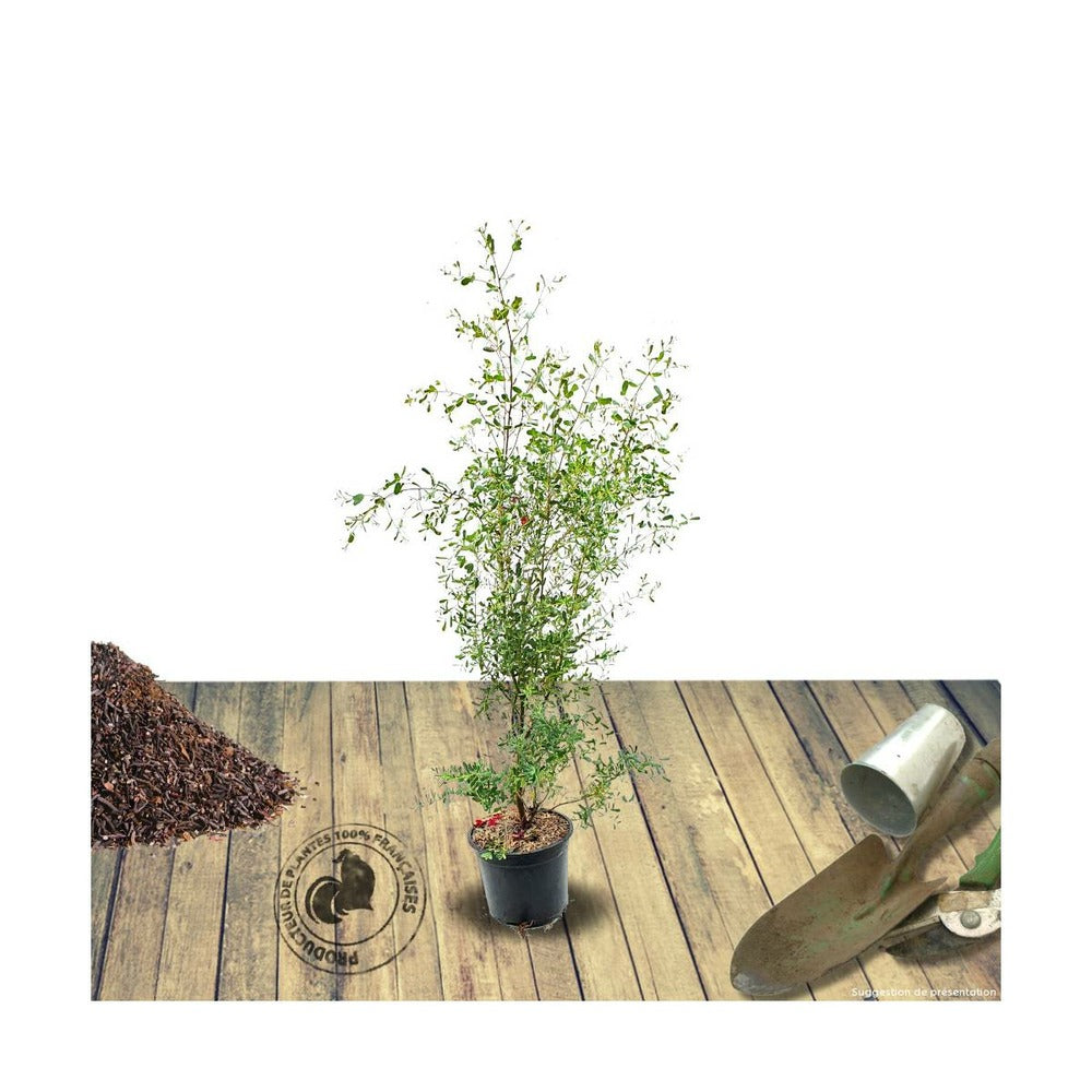  Eucalyptus Gunni France Bleu® 'rengun'/pot De 7,5l - 40/60 Cm