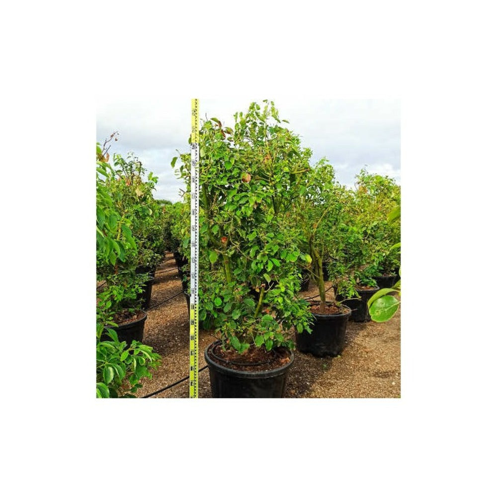 Cinnamomum Camphora (camphrier) Couleur Floraison:crème Jaune - Pot De 140l - 200/250cm