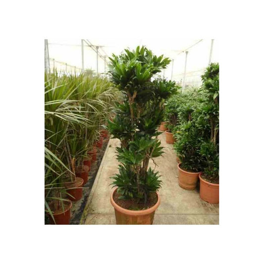  Dracaena Deremensis 'compacta' (dragonnier) Pot De 35l - Boule -130/150cm