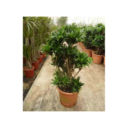  Dracaena Deremensis 'compacta' (dragonnier) Pot De 35l - Boule -130/150cm