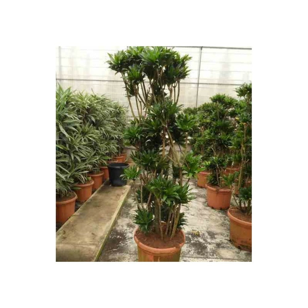  Dracaena Deremensis 'compacta' (dragonnier) Pot De 35l - Groupe - 100/120cm