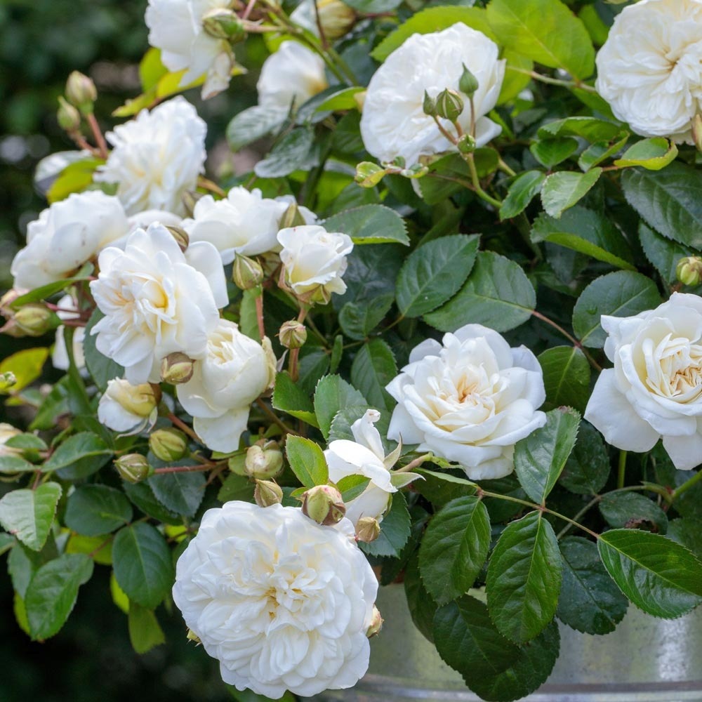  Rosier Marina Picasso ® Meidyceus Le Pot De 2l