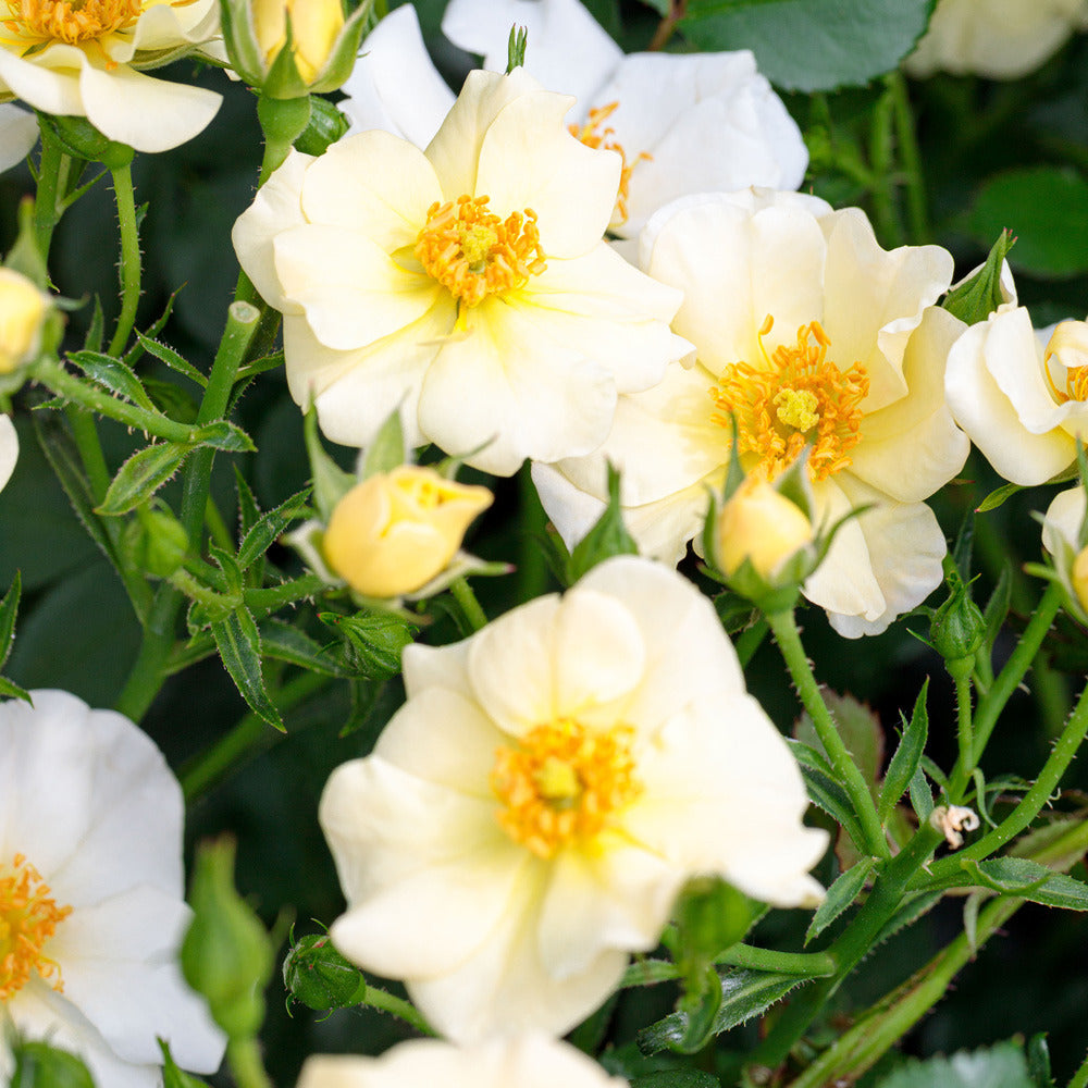  Rosier Pretty ® Cream Meizhakari Le Lot De 3 Godets