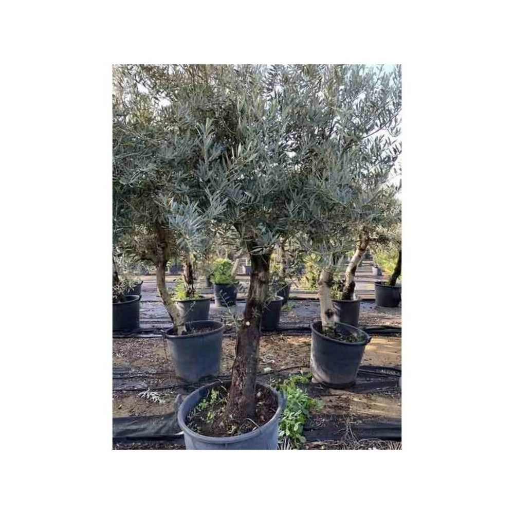  Olea Europaea (oliviers) Gros Sujets Périmètre De Tronc 50/60cm - 170/220cm