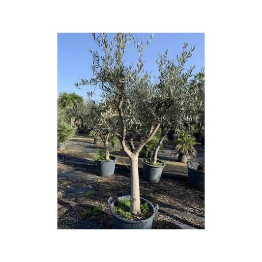  Olea Europaea (oliviers) Gros Sujets Périmètre De Tronc 50/60cm - 170/220cm