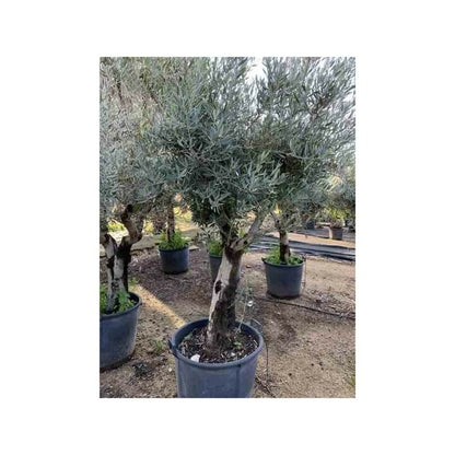  Olea Europaea (oliviers) Gros Sujets Périmètre De Tronc 50/60cm - 170/220cm
