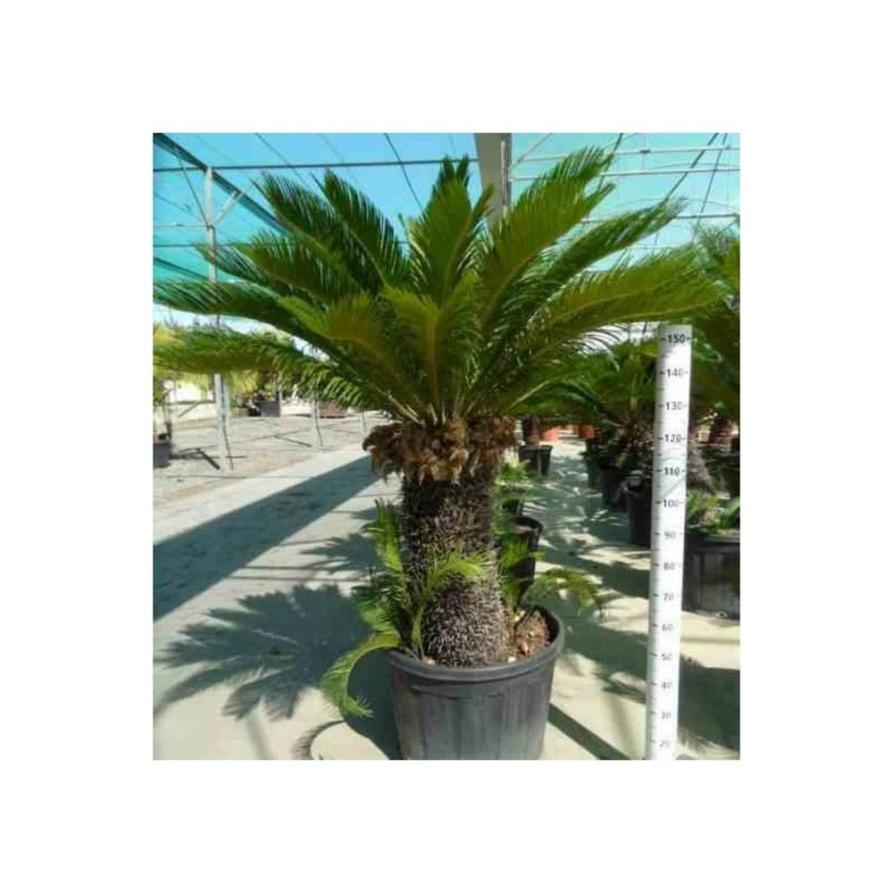  Cycas Revoluta (cycas Du Japon-sagou) Spécimen Tronc De 110/120cm- Total 200/225cm