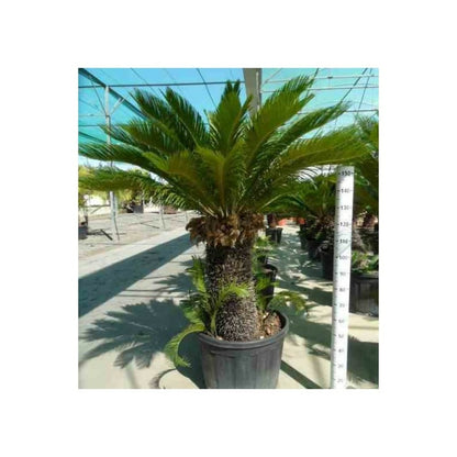  Cycas Revoluta (cycas Du Japon-sagou) Spécimen Tronc De 110/120cm- Total 200/225cm