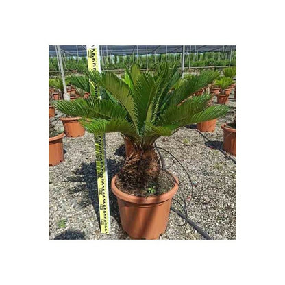  Cycas Revoluta (cycas Du Japon-sagou) Spécimen Pot De 80l - Tronc De 80/90 Cm - 150/170cm