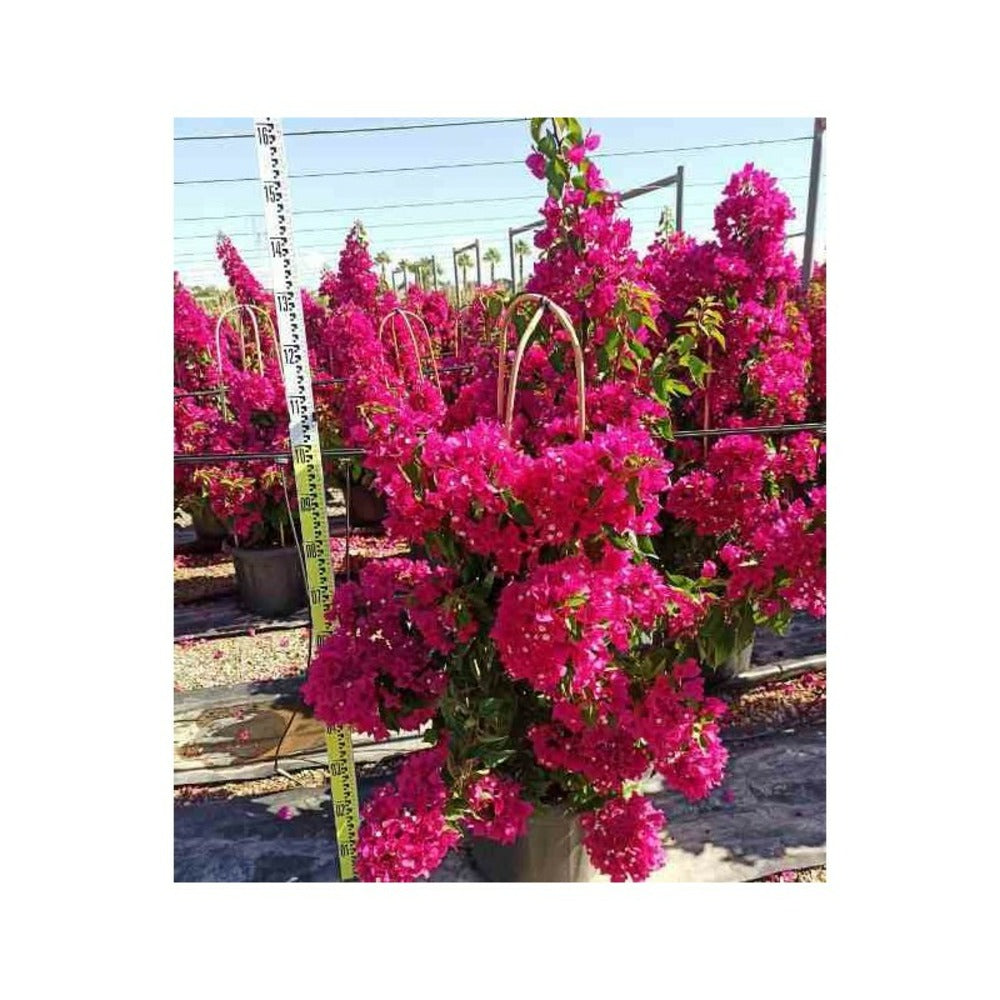  Bougainvilliers Très Florifères Pot De 20 Litres - 110/130 Cm