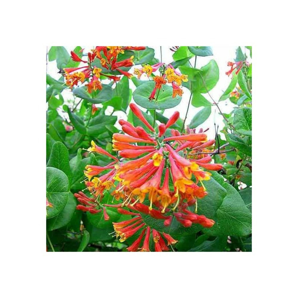  Lonicera Brownii Dropmore écarlate (chèvrefeuille) Pot De 2 Litres - 30/50 Cm