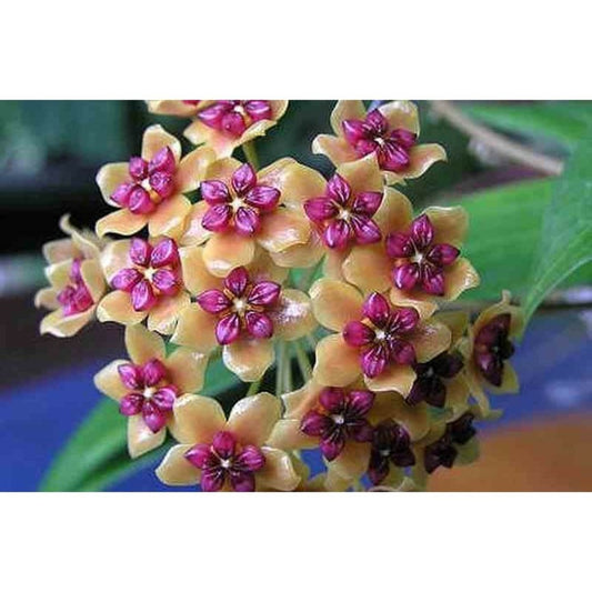  Hoya Benquentensis (fleur De Porcelaine, Fleur De Cire) Orange - Taille Pot De 2 Litres - 20/40 Cm
