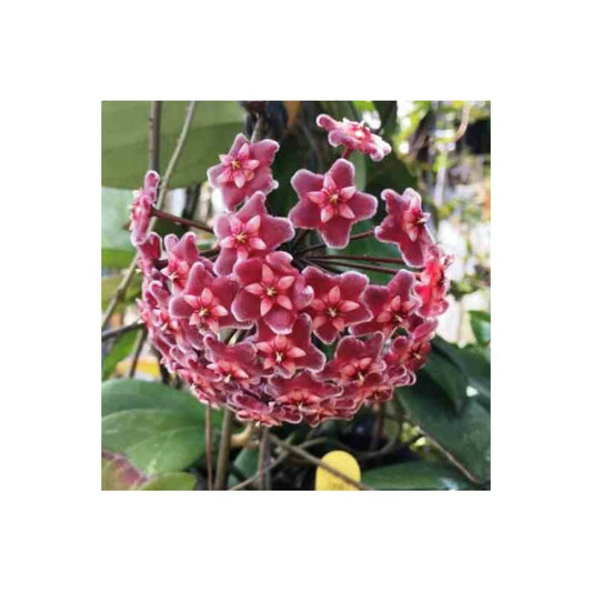  Hoya Carnosa (fleurs Rouge) (fleur De Porcelaine, Fleur De Cire) E - Taille Pot De 2 Litres - 20/40 Cm