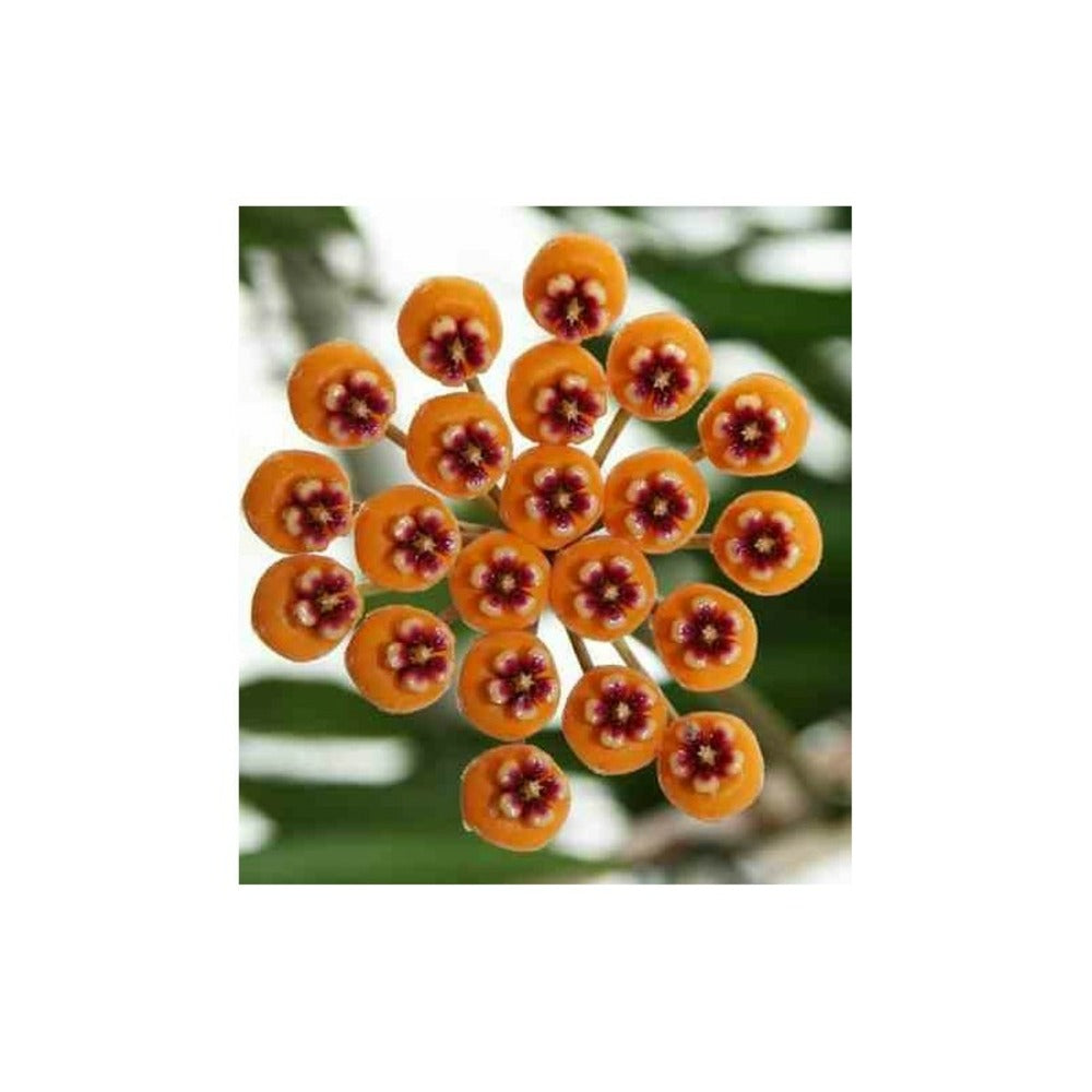  Hoya Waymaniae (fleur De Porcelaine, Fleur De Cire) Jaune - Taille Pot De 2 Litres - 20/40 Cm