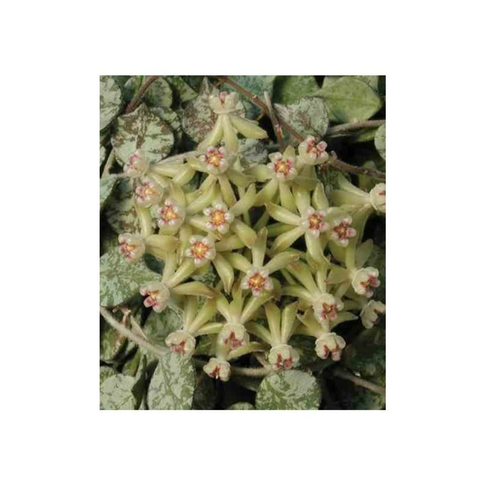  Hoya Curtisii (fleur De Porcelaine, Fleur De Cire) Taille Pot De 2 Litres - 20/40 Cm - Blanc Et Mauve