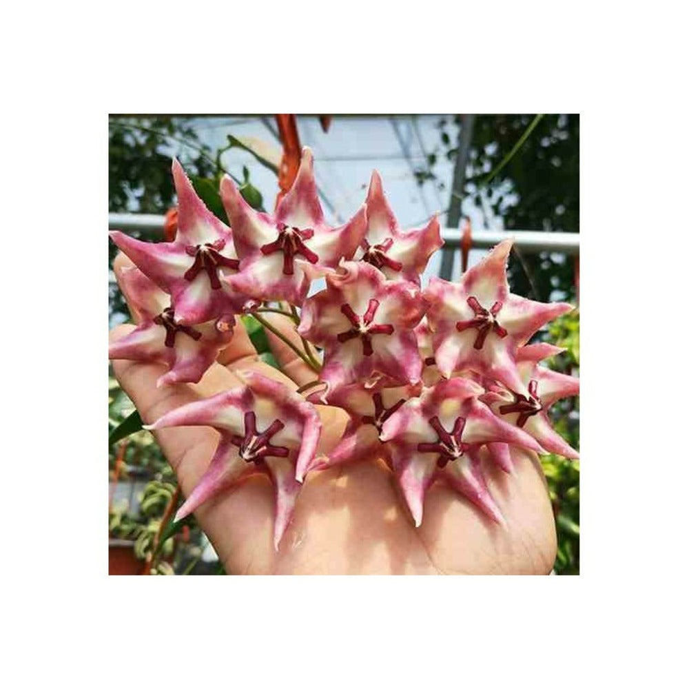  Hoya Kaimuki Grosse Fleur (fleur De Porcelaine, Fleur De Cire) Rose - Taille Pot De 2 Litres - 20/40 Cm
