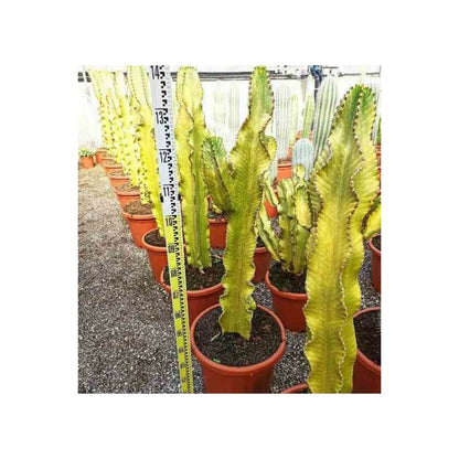  Euphorbia Ingens 'marmorata' Pot De 40 Litres - 130/150 Cm