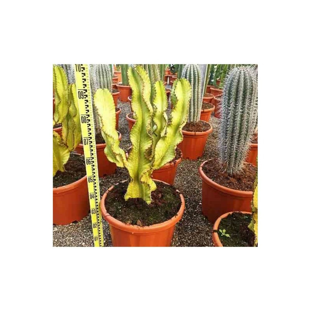  Euphorbia Ingens 'marmorata' Pot De 40 Litres - 130/150 Cm