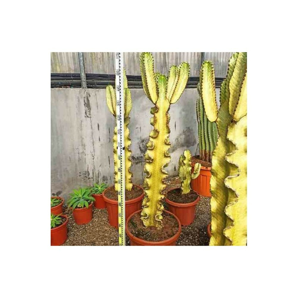  Euphorbia Ingens 'marmorata' Pot De 40 Litres - 130/150 Cm