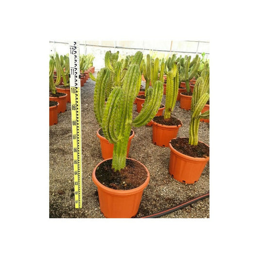  Polaskia Chula Cactus Pot De 40 Litres -100/120 Cm