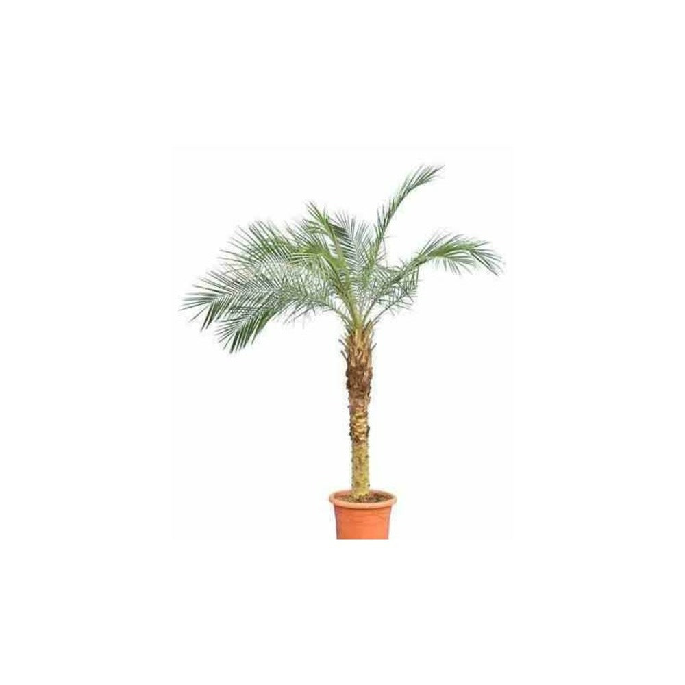  Phoenix Roebelenii (dattier Du Laos, Palmier Dattier Nain) 40 Litres - Tronc 100/120cm