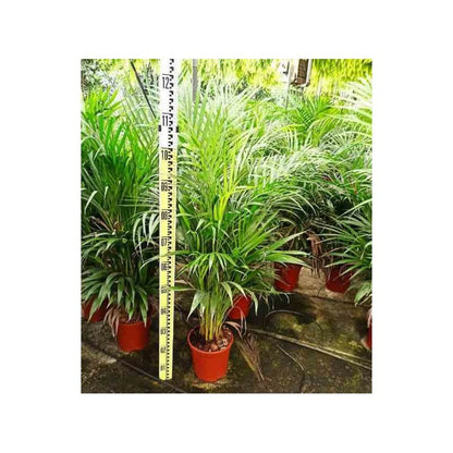  Dypsis Lutescens (multipliant Palmier) Spécimen Pot De 25l -200cm