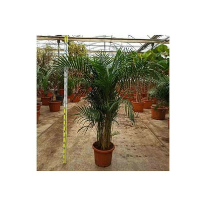  Dypsis Lutescens (palmier Multipliant) Pot De 25l -200cm