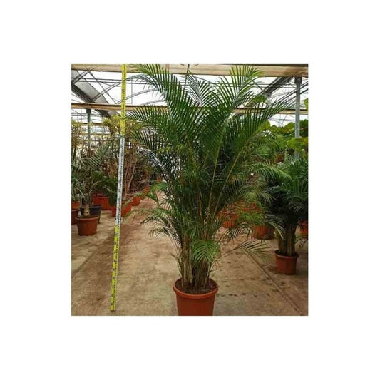  Dypsis Lutescens (palmier Multipliant) Pot De 25l -200cm