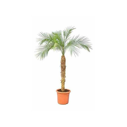  Phoenix Roebelenii (dattier Du Laos, Palmier Dattier Nain) 40 Litres - Tronc 50/60cm - Total 120/140 Cm