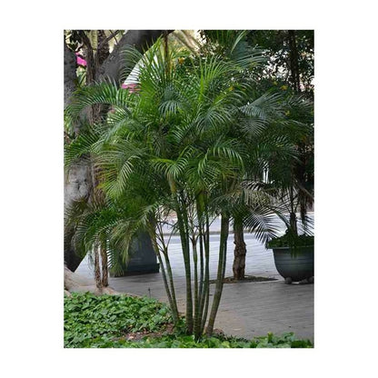  Dypsis Lutescens (multipliant Palmier) Spécimen Pot De 80l - 250/275 Cm