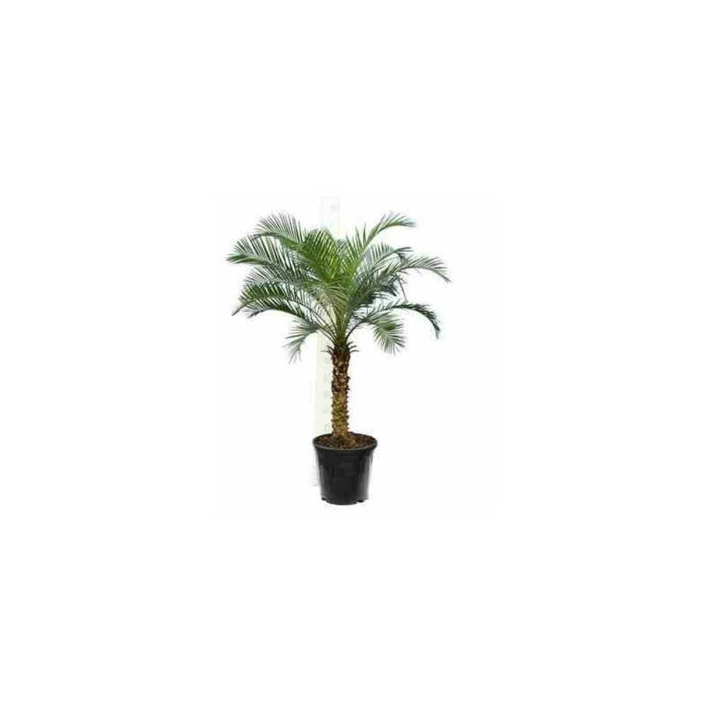  Phoenix Roebelenii (dattier Du Laos, Palmier Dattier Nain) 40 Litres - Tronc 80/100cm