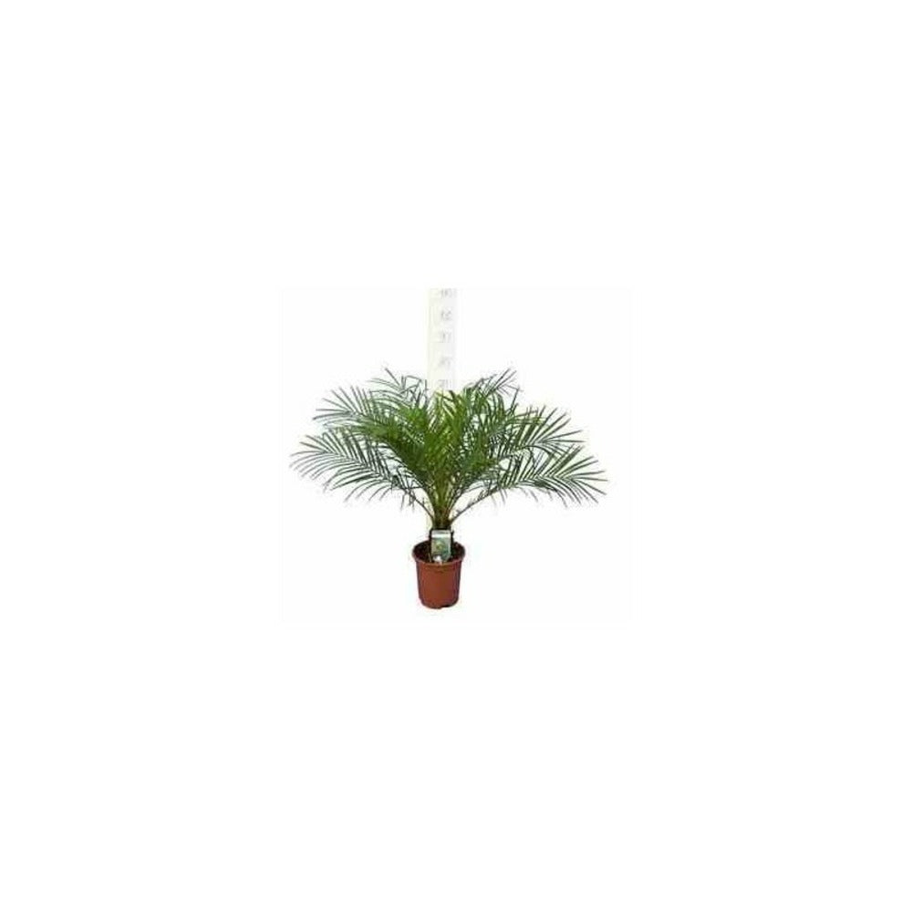  Phoenix Roebelenii (dattier Du Laos, Palmier Dattier Nain) 40 Litres - Tronc 80/100cm